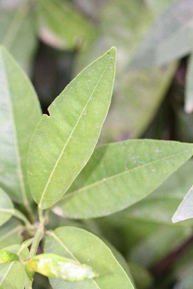              Unifoliolate leaf (Riverside, CA)       